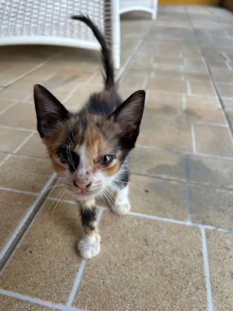 Gato