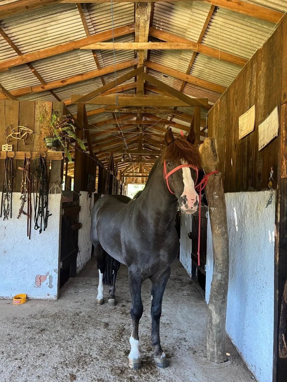 Garanhão Criollo puro com prêmios - Foto 4