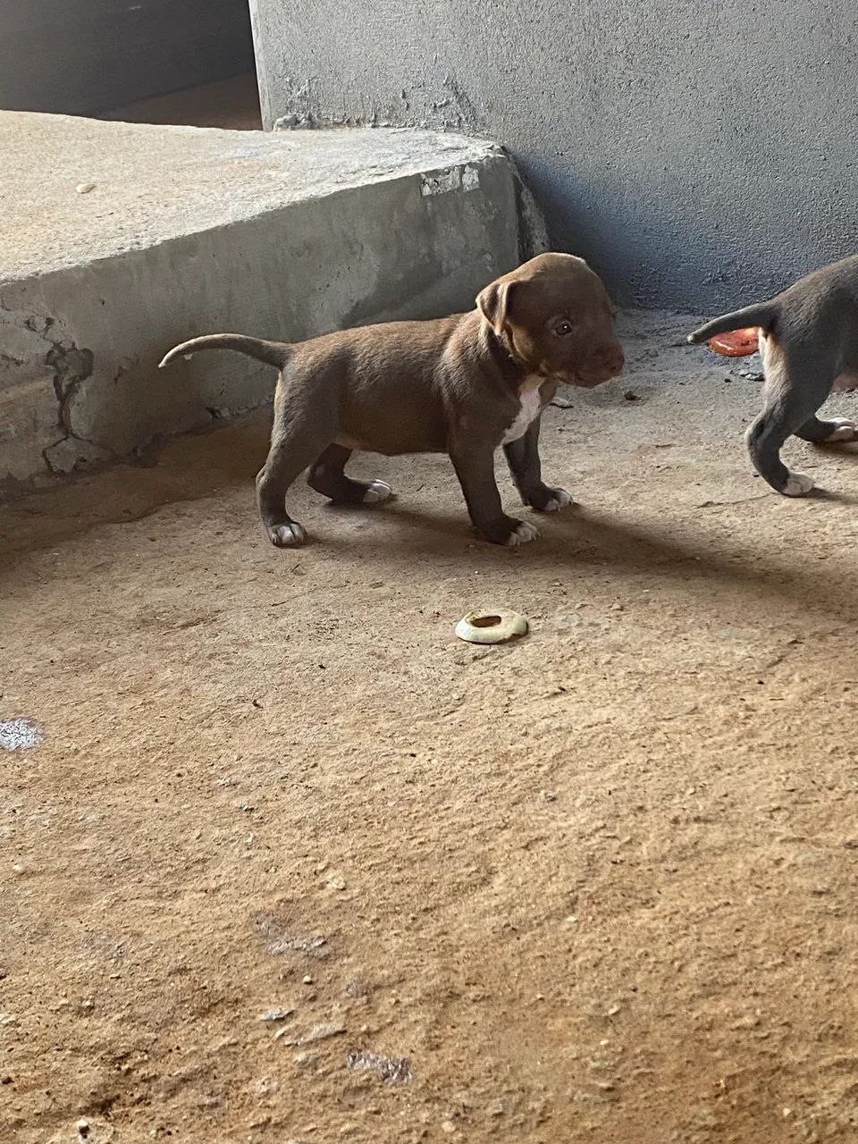 Pitbull  - Foto 5