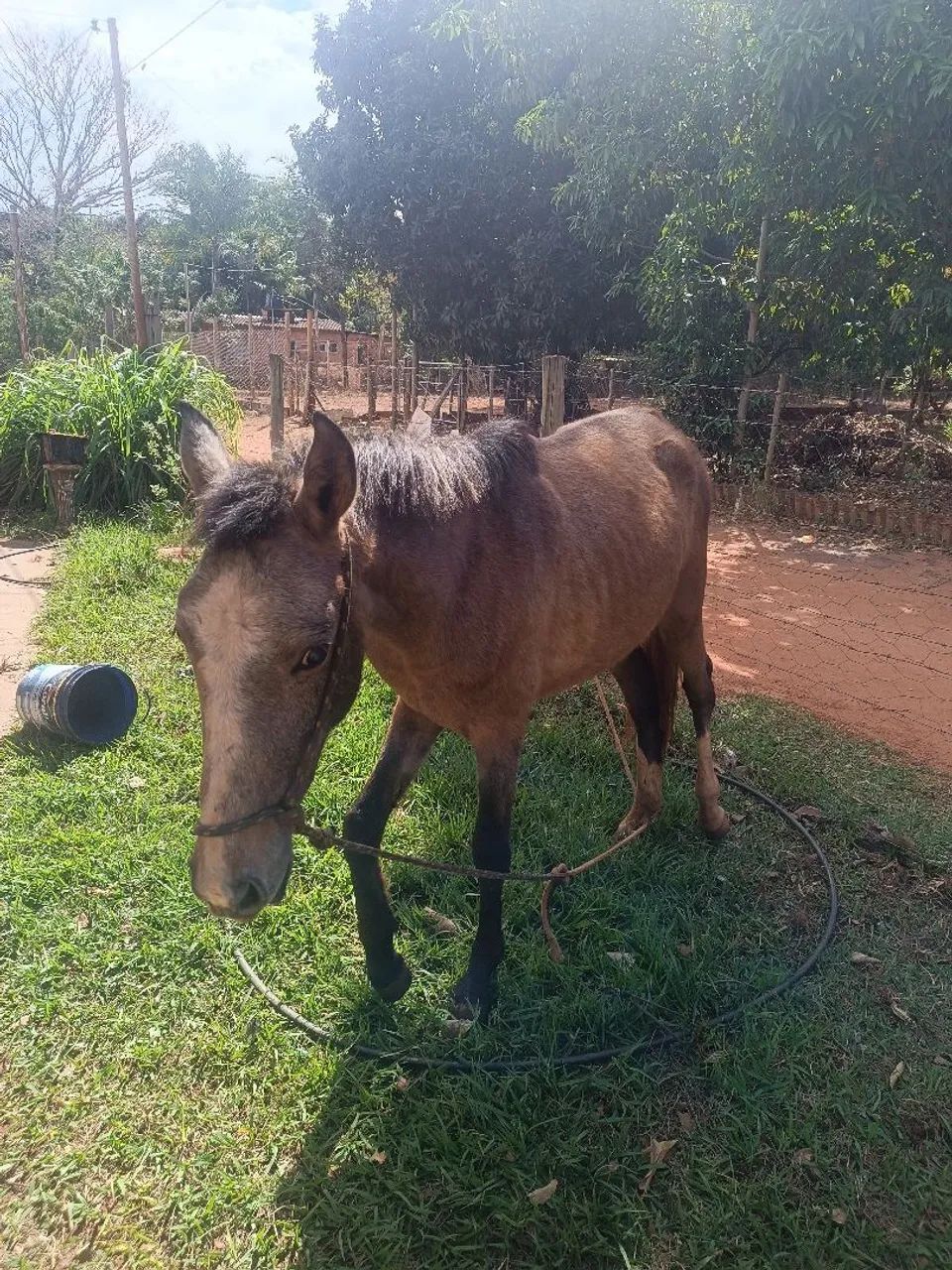 Egua - Foto 3
