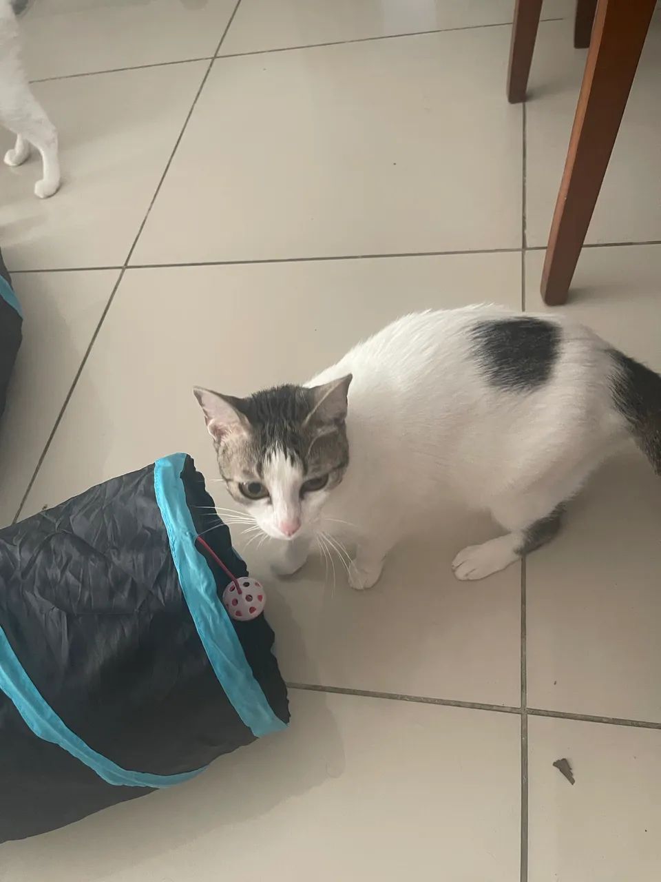 Brinquedo para gatos - Foto 3