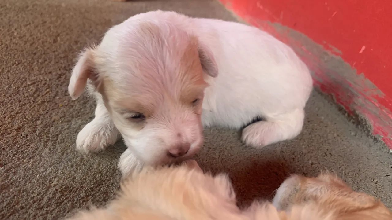 Vende-se cachorro poodle  - Foto 2