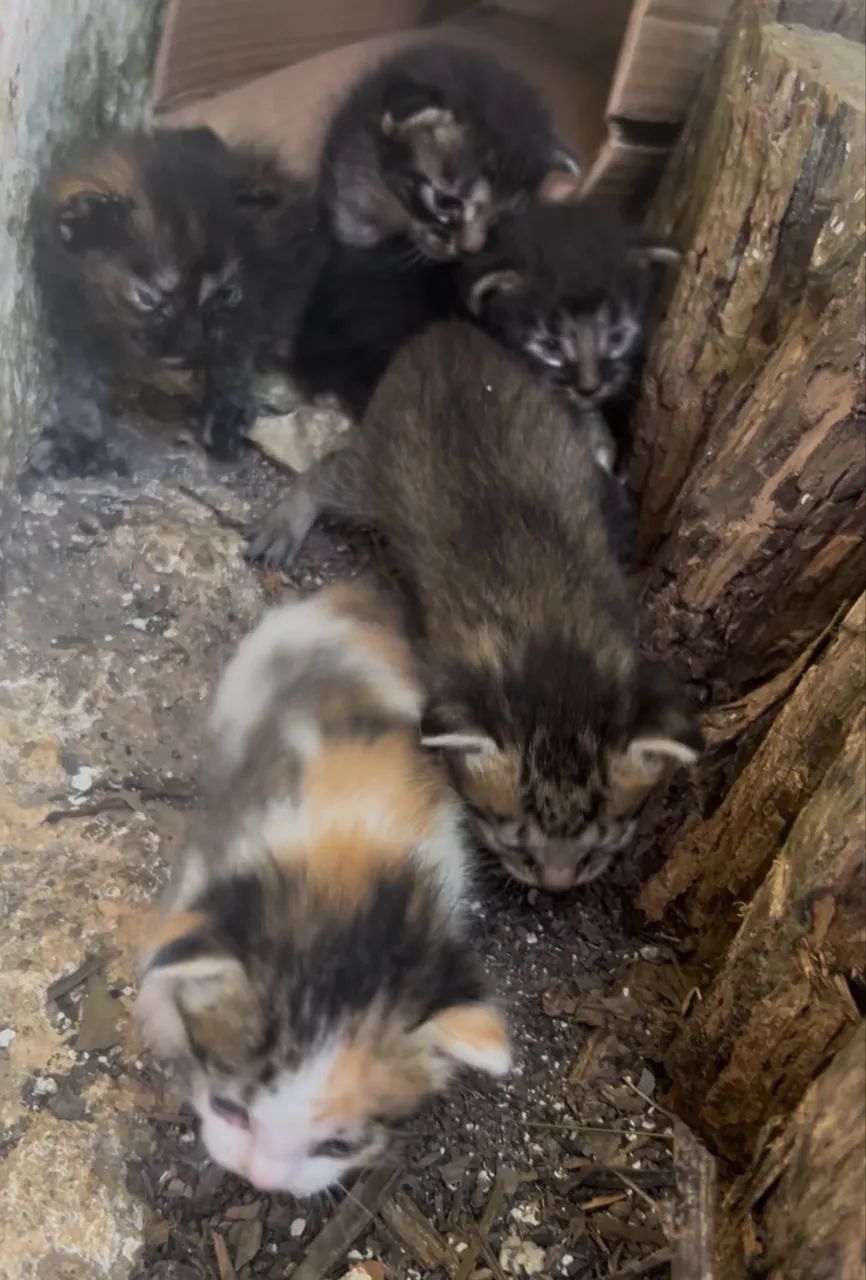 Doação de gato  - Foto 3