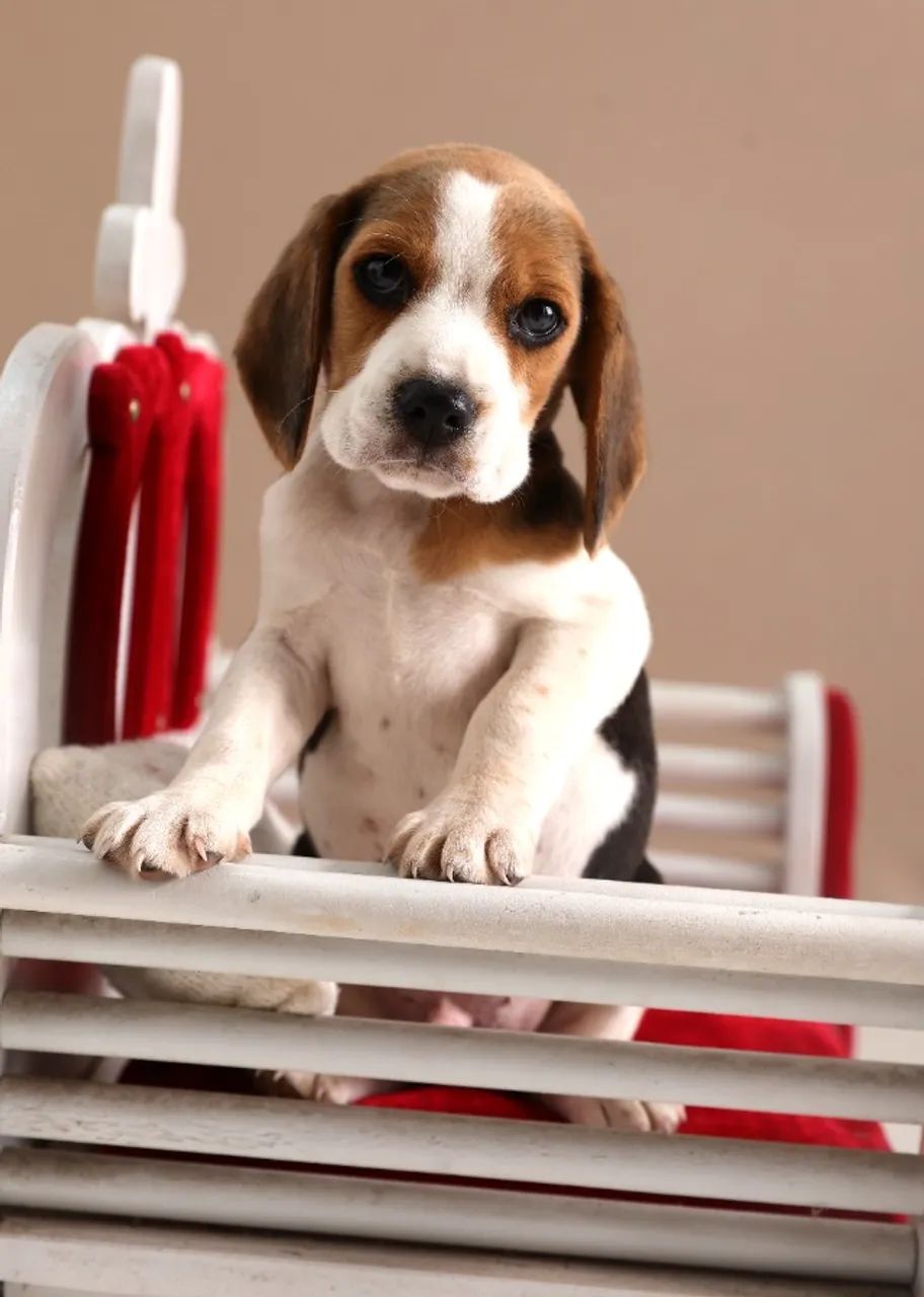 BEAGLE AMOROSO
