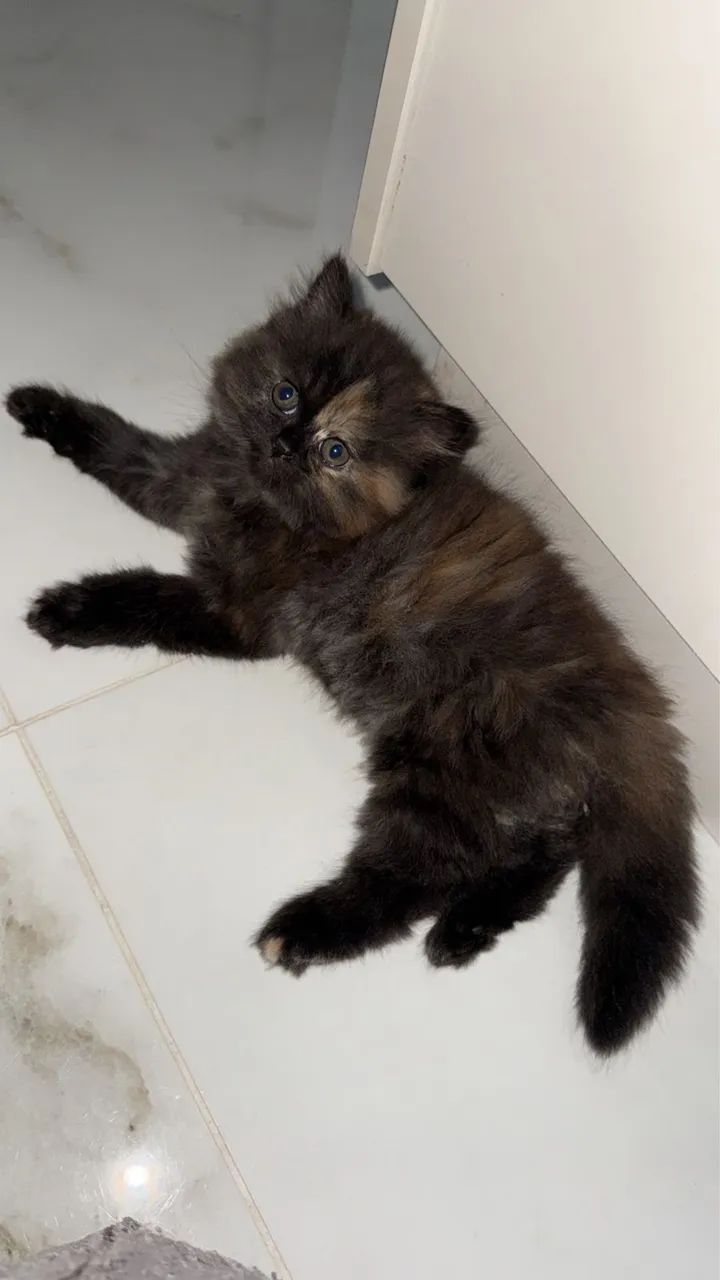 Gata Persa - Foto 2