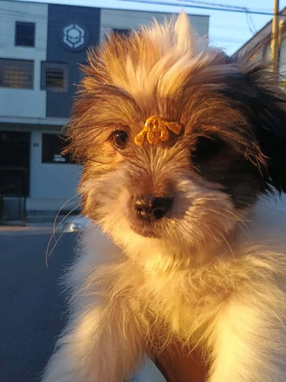 Cachorro Shitzu, 4 meses e 3 dias. - Foto 2