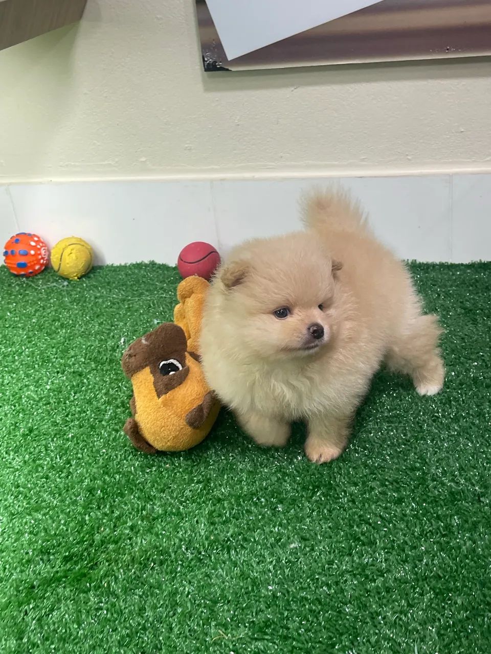 Lulu da pomerania machinho branco neve, branco pérola e laranja
