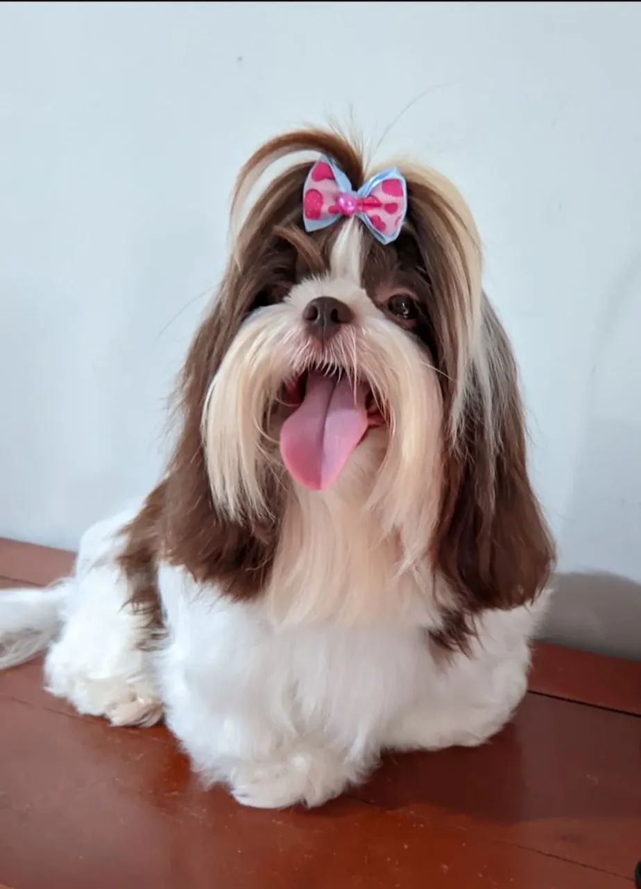 Fêmea shih Tzu  - Foto 5