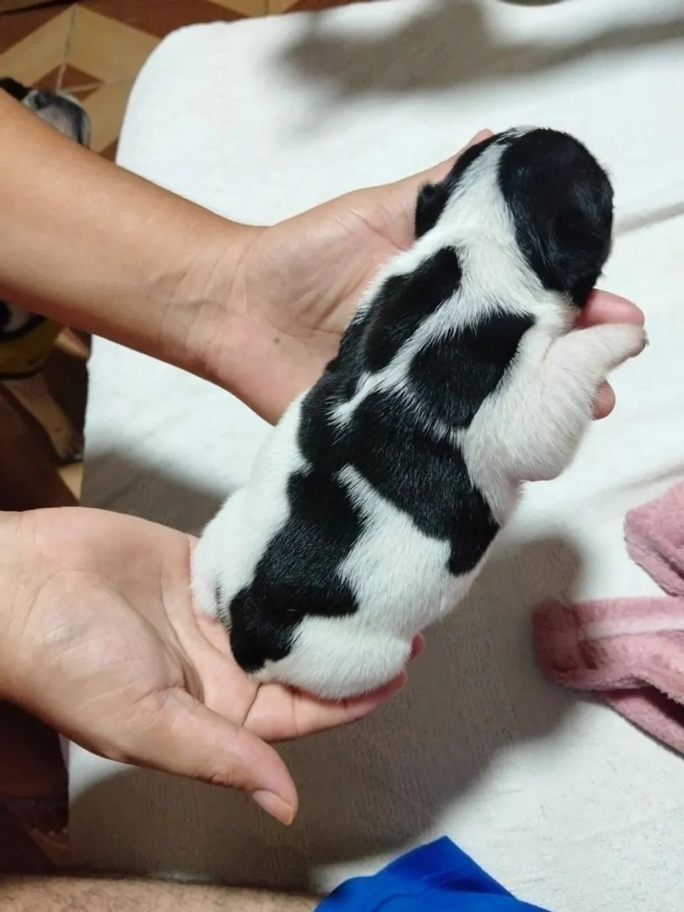 Bulldog francês  - Foto 5