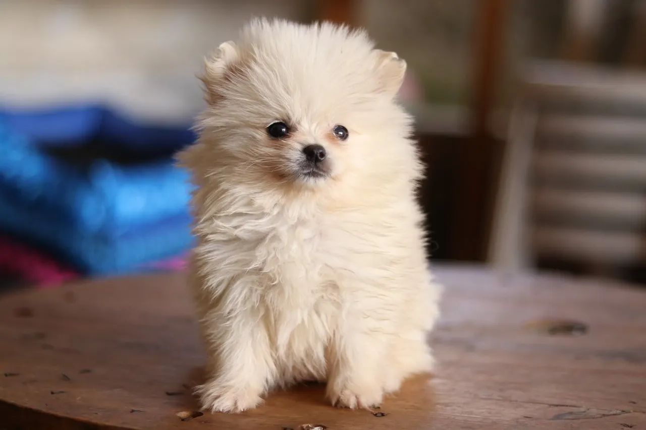SPITZ PARCELAMOS  - Foto 4