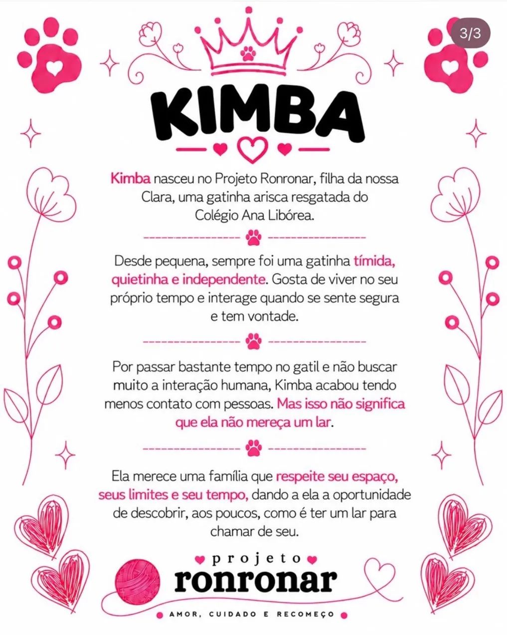 Gata para doação  - Foto 3