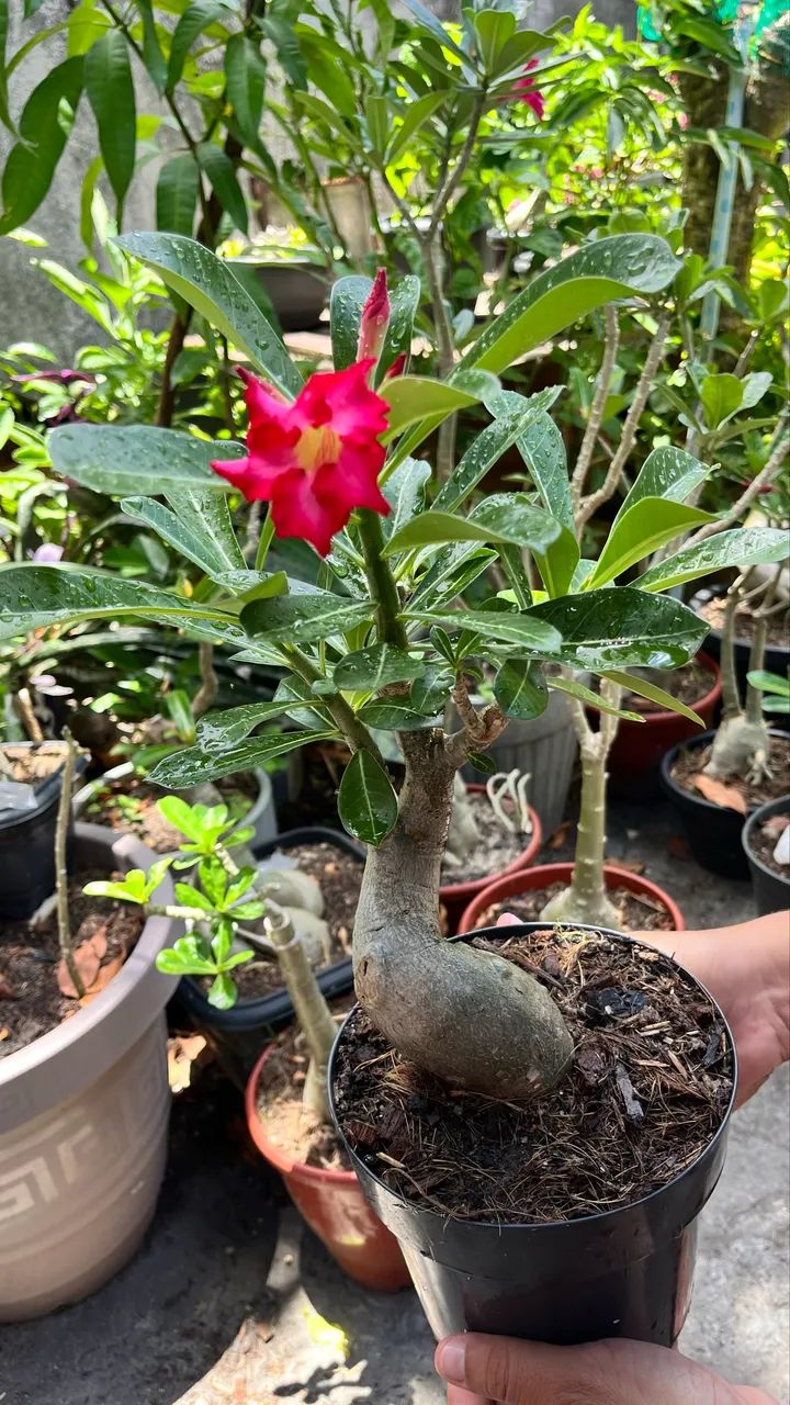 Rosa do deserto ? 