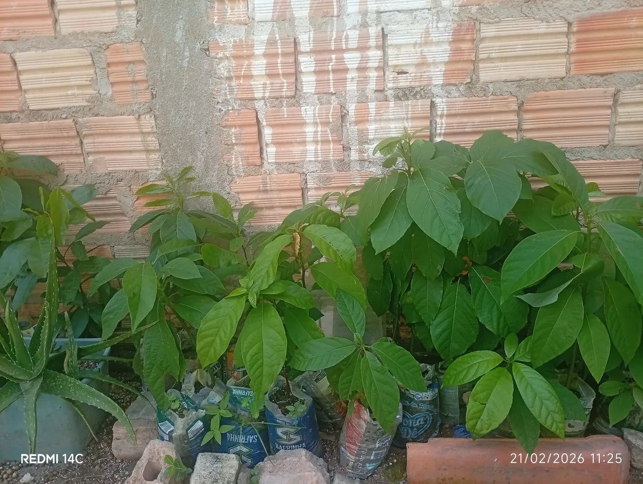 Mudas de abacate  - Foto 2