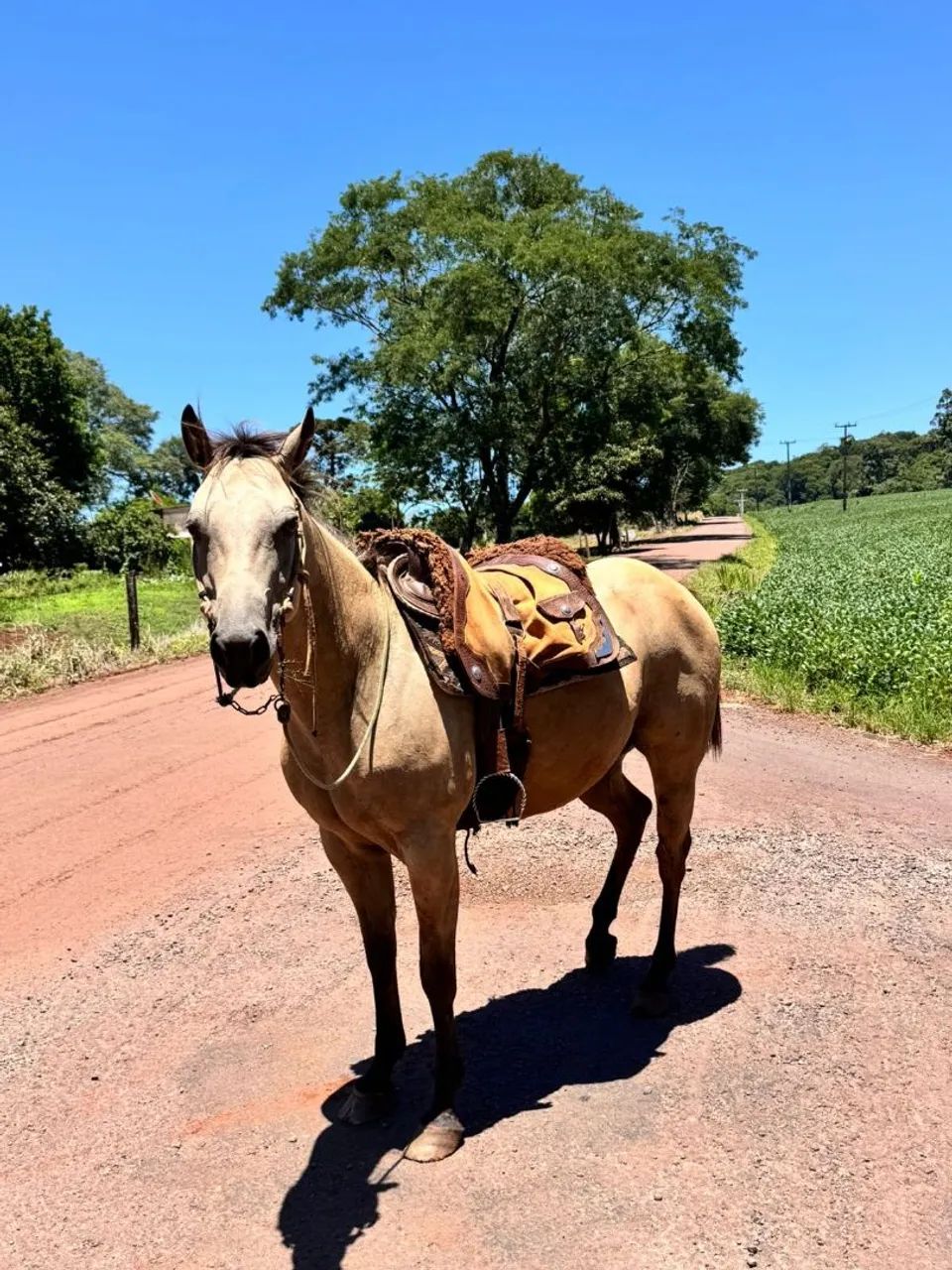 Cavalo castrado  - Foto 2