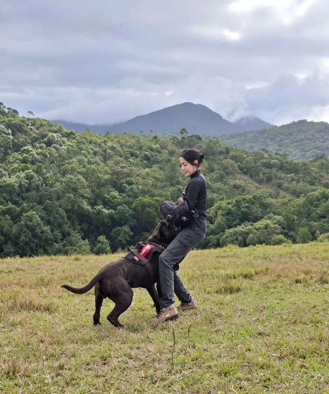 Adestramento de Cães 