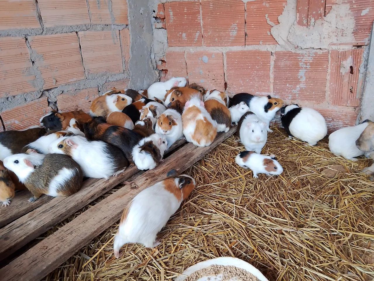 PORQUINHO DA ÍNDIA  - Foto 4