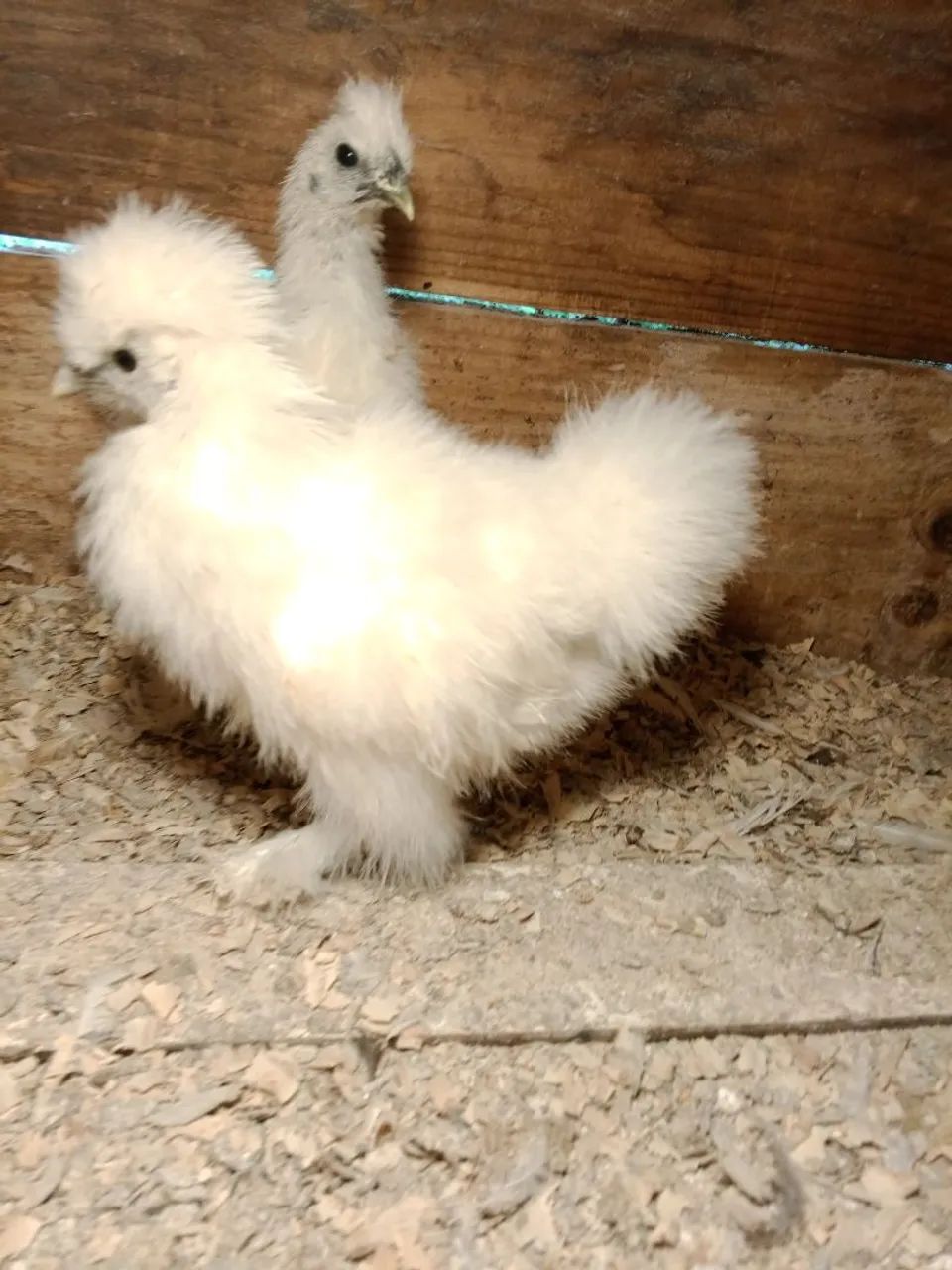 Frango sedosas do Japão  - Foto 6