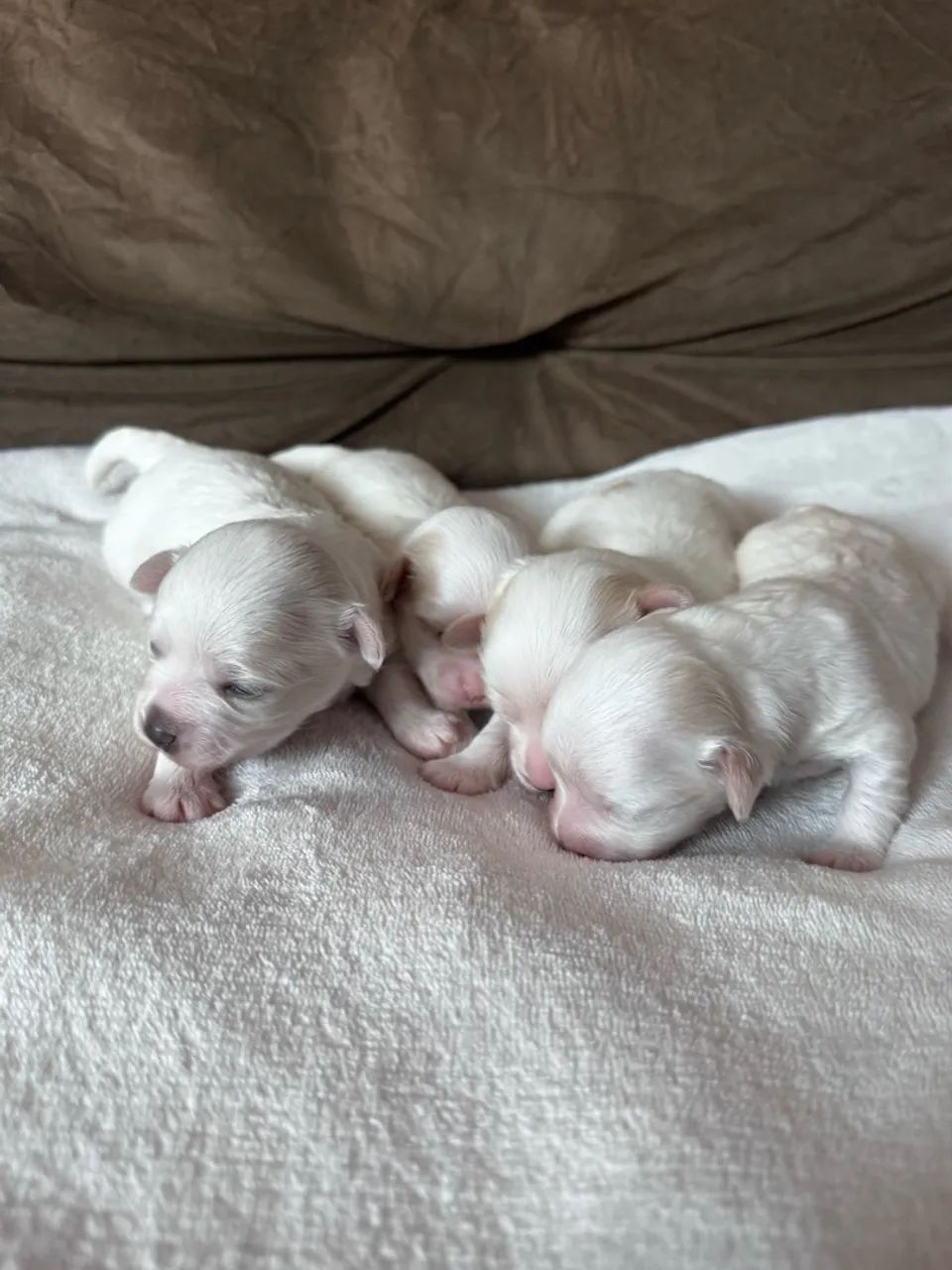 Lindos filhotes de Maltês Micro