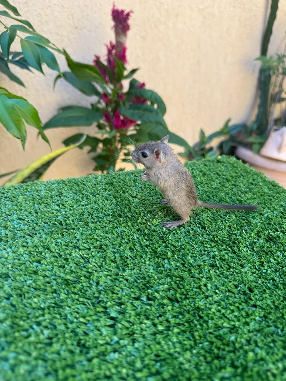 Gerbil  - Foto 2