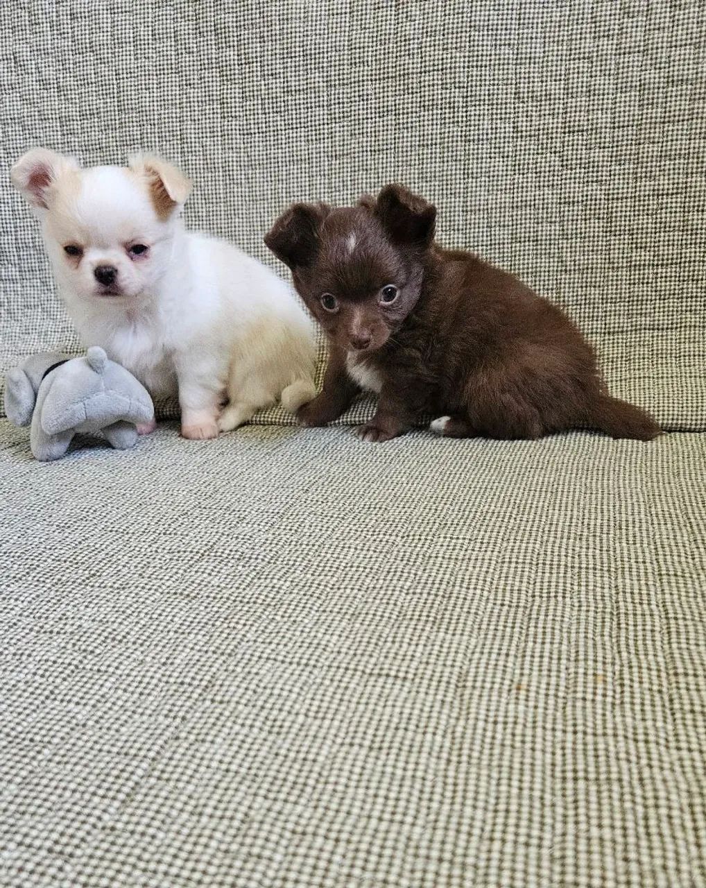 Chihuauha  - Foto 2