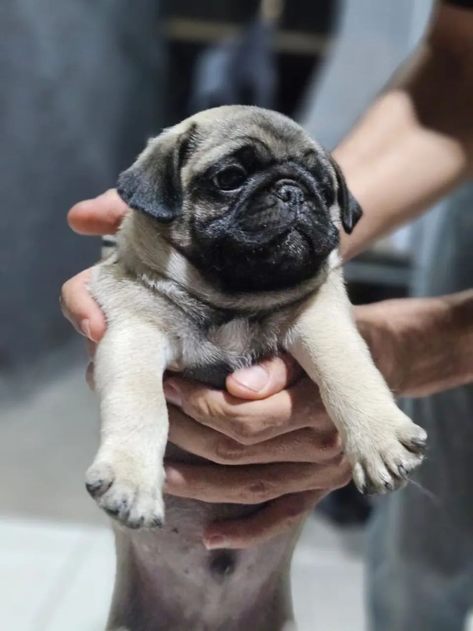 Pug - filhotes