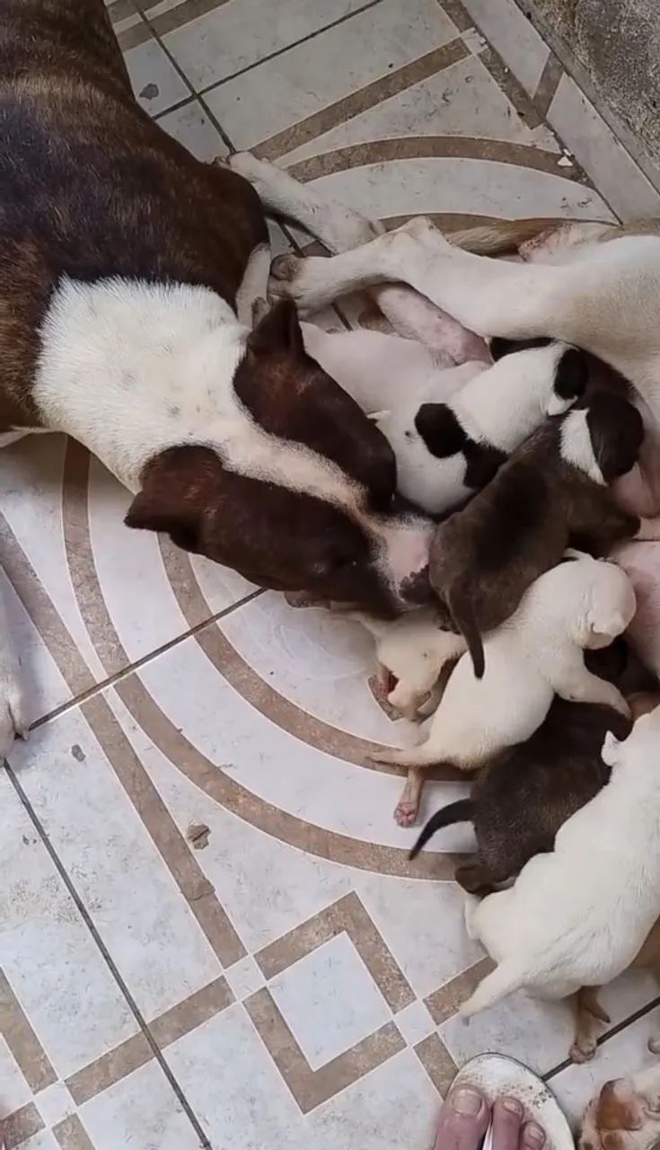 Vendo um Pitbull