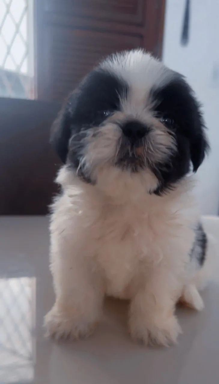 Shihtzu  - Foto 2