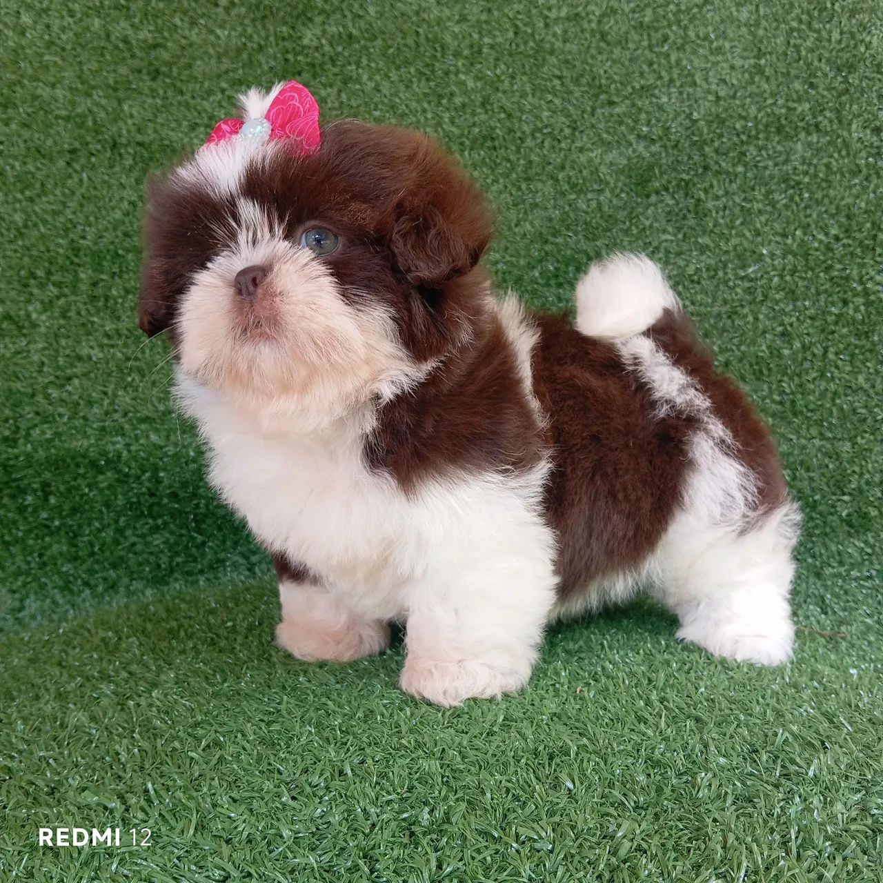 Shihtzu fêmea  - Foto 3
