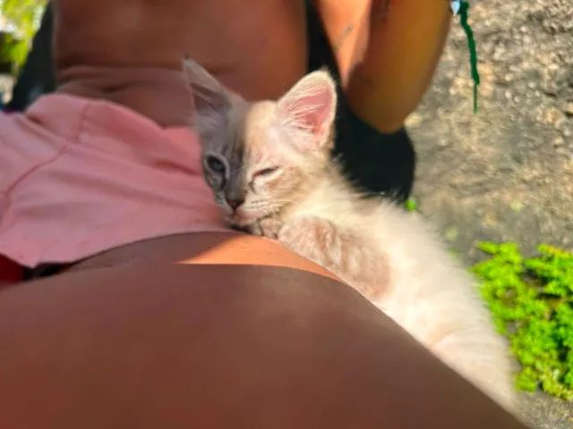 Gato - Foto 3
