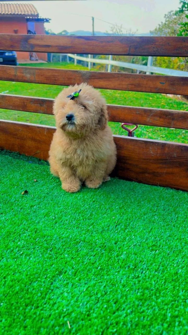 Poodle Red ou champanhe  - Foto 2