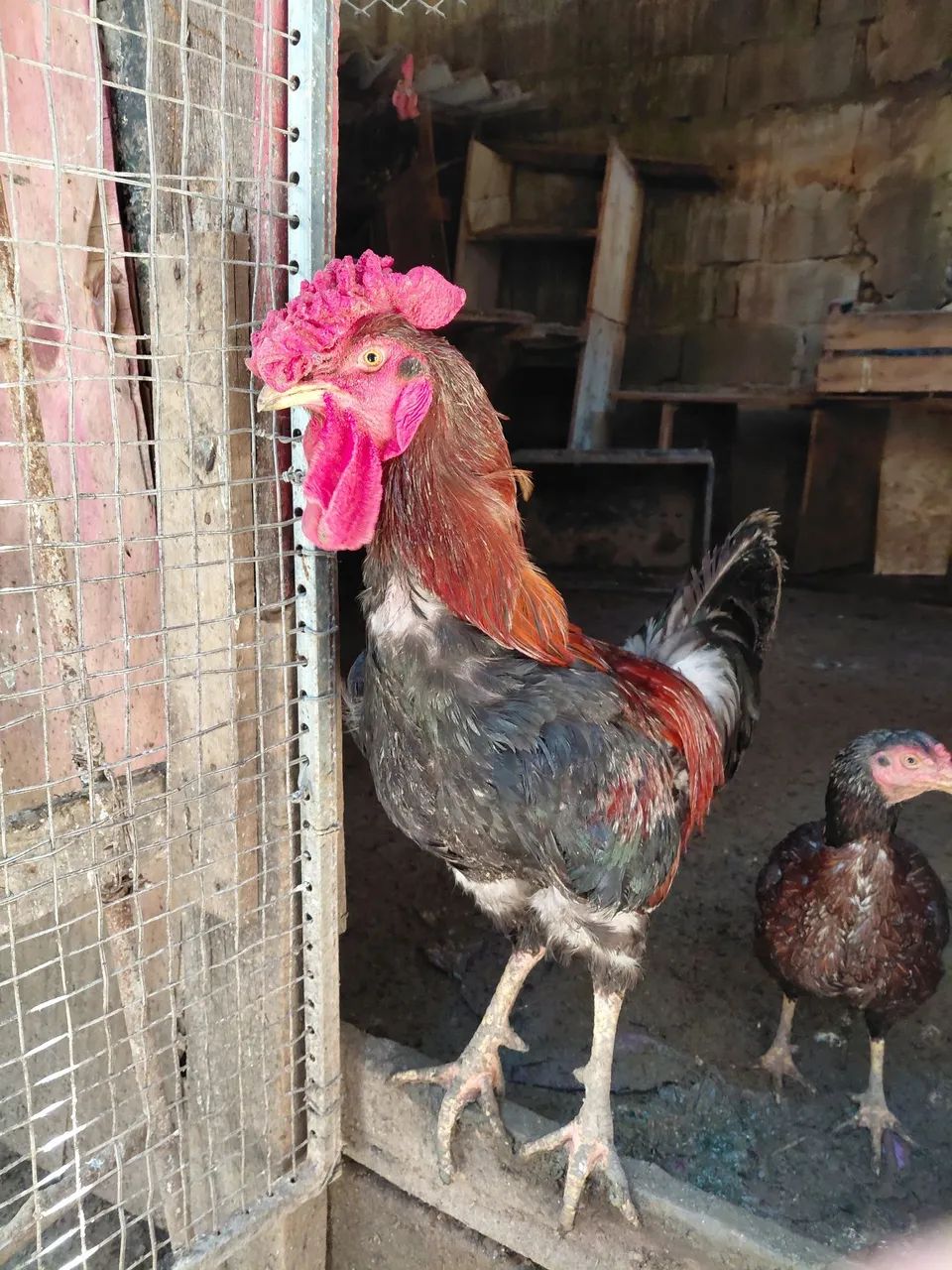 Galos e galinhas frangos caipira