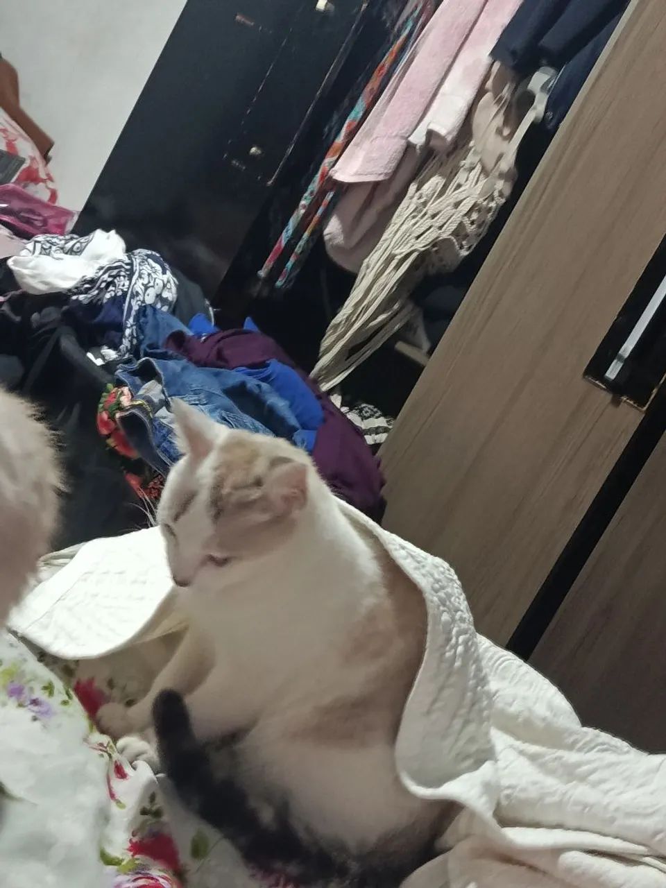 ADOÇÃO gato - Foto 2
