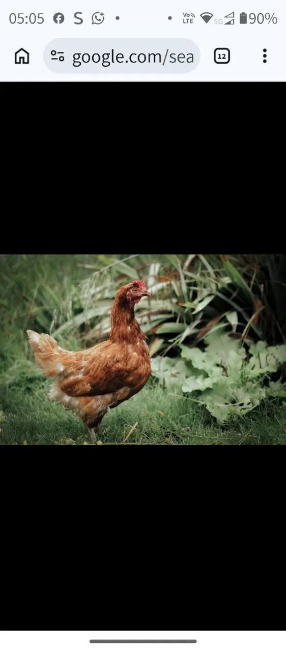 Galinha e frango caipira 