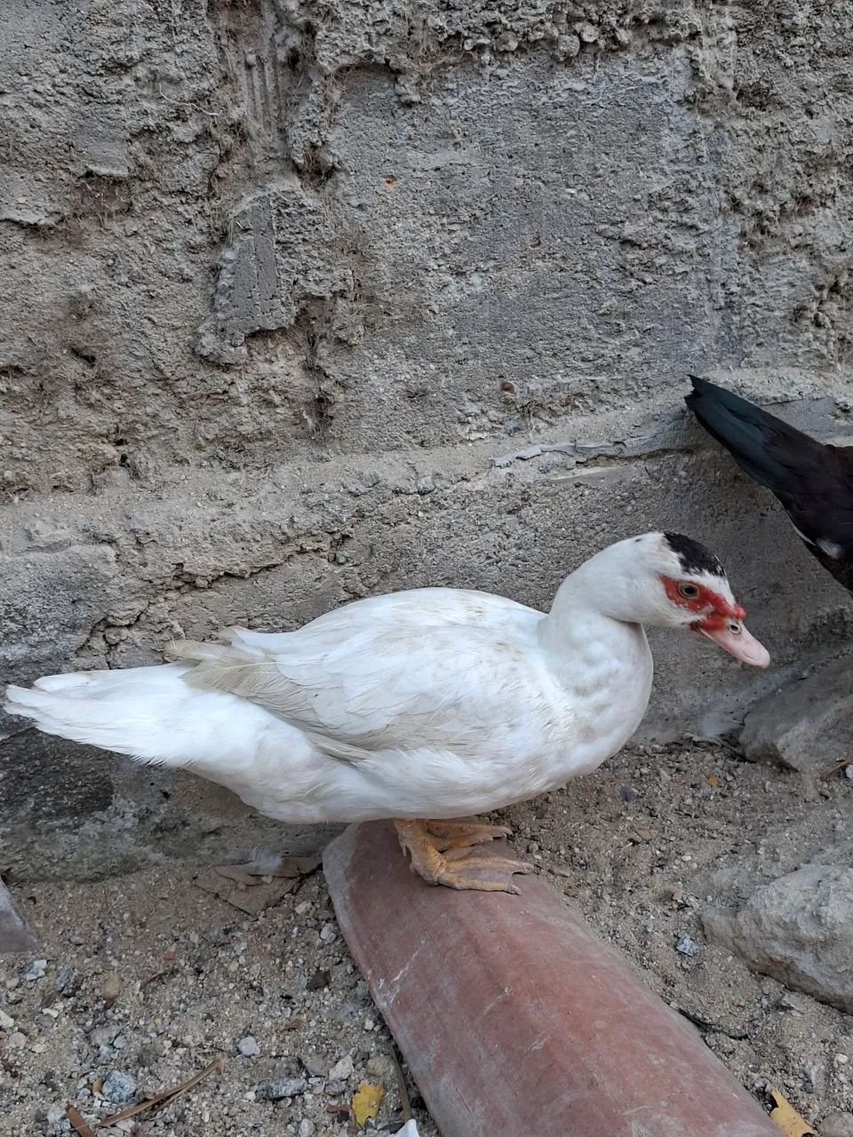 Patos disponíveis 