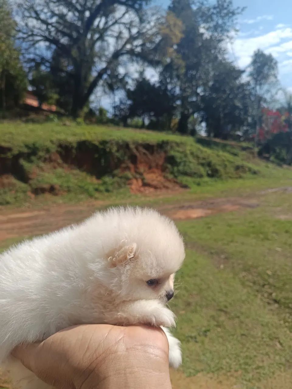 Spitz alemão  - Foto 3
