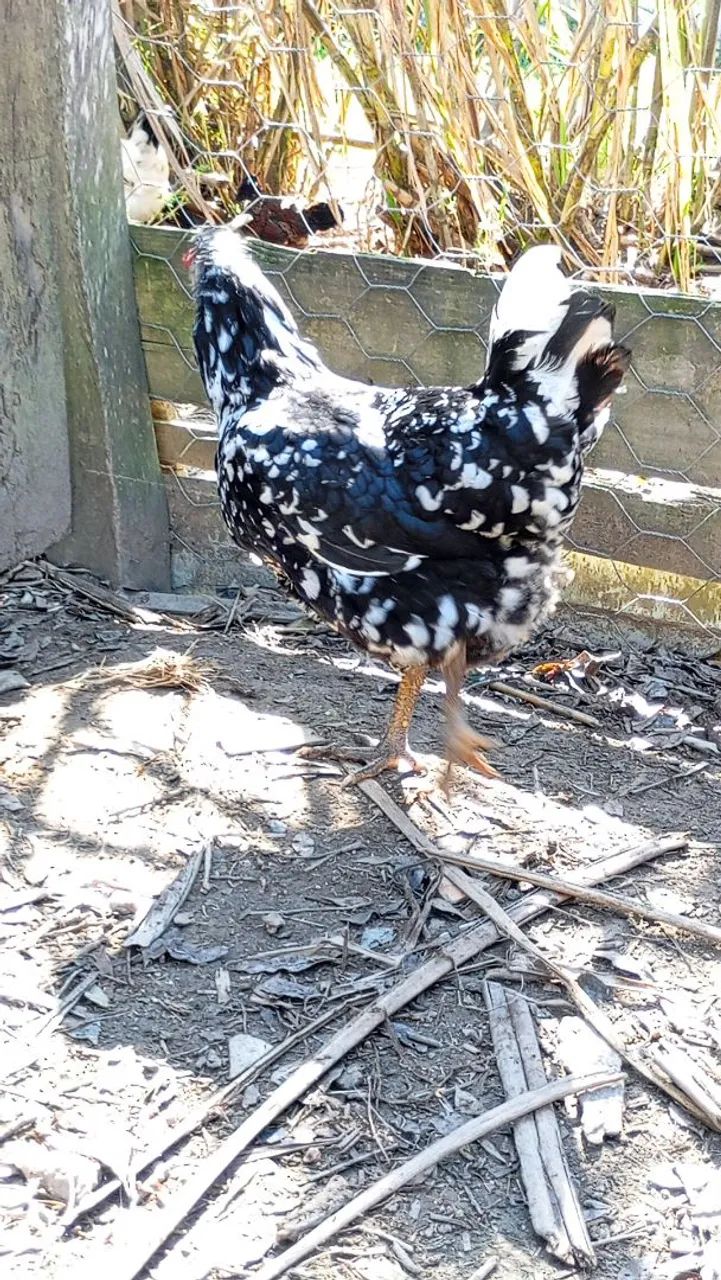 Galinha GSB SERTANEJO BALÃO pura pintada de topete  - Foto 3