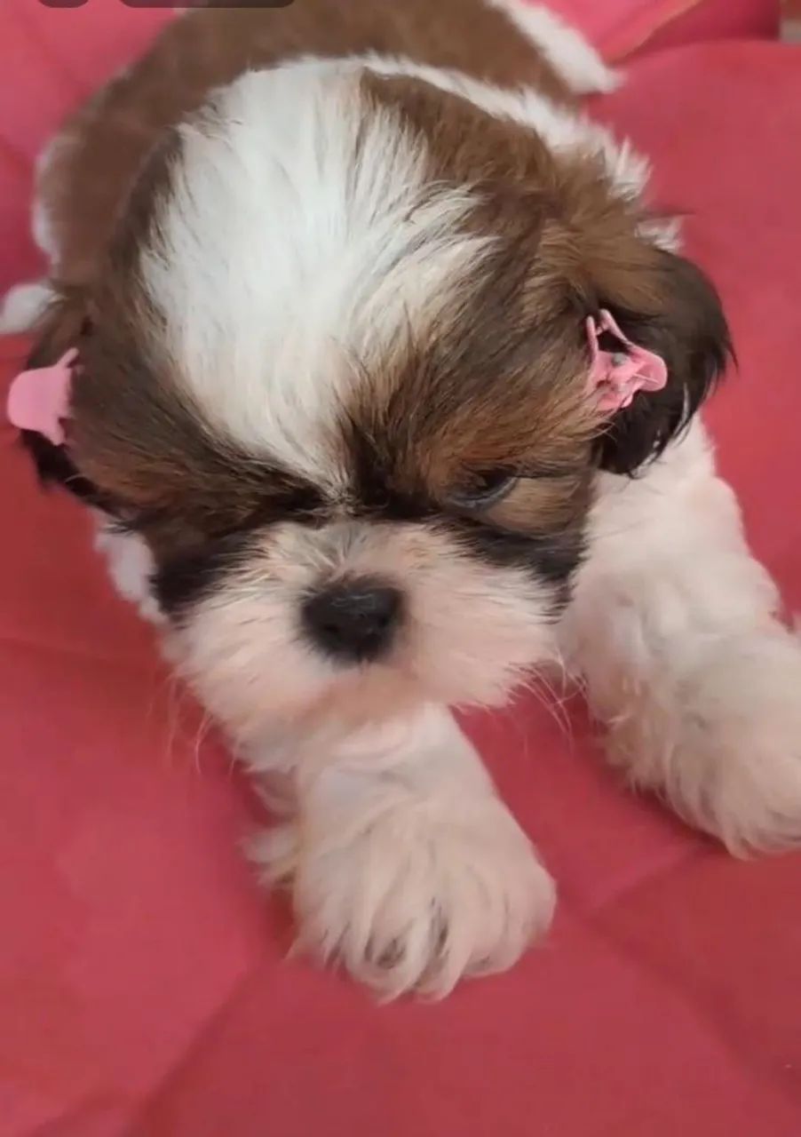Tenho lindos filhotes de Shih Tzu