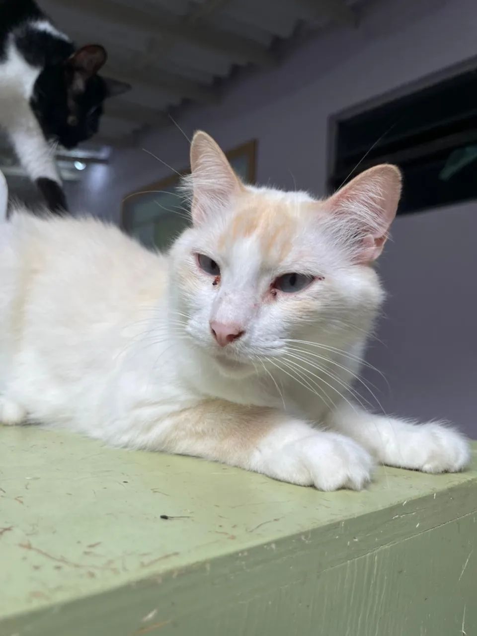 Gato adoção responsável  - Foto 3