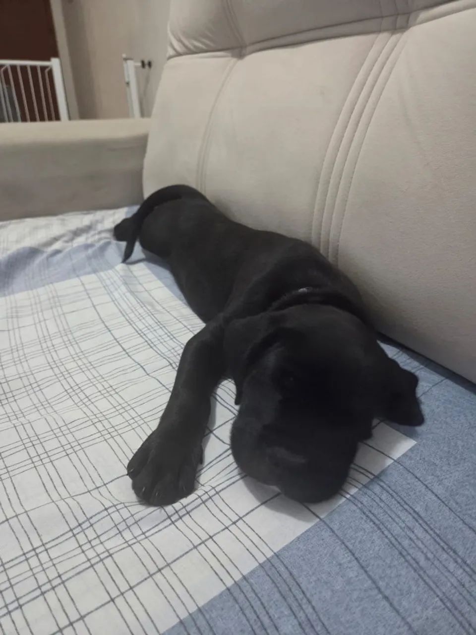 Cane Corso Macho  - Foto 2