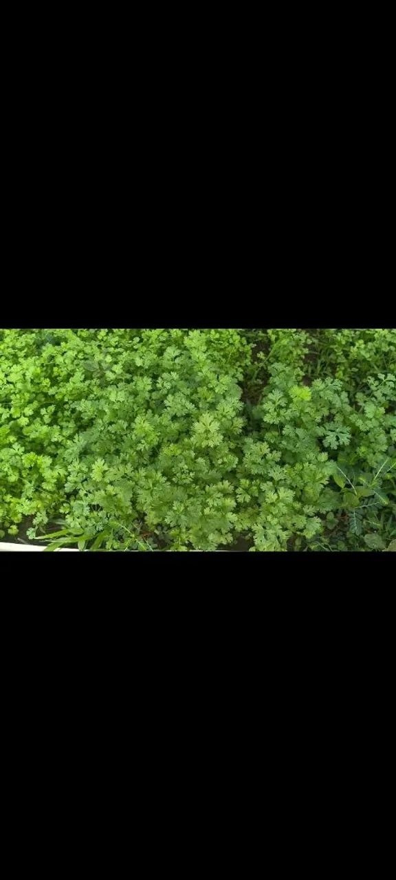 Vende se cheiro verde  - Foto 2