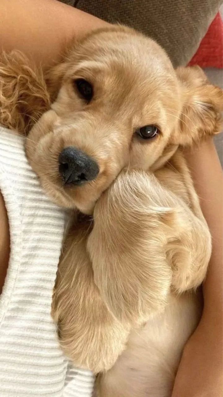 Cocker spaniel