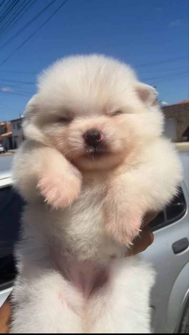Spitz ( lulu da pomerania )  - Foto 3