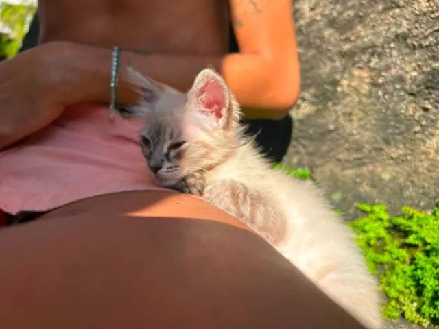 Gato - Foto 2