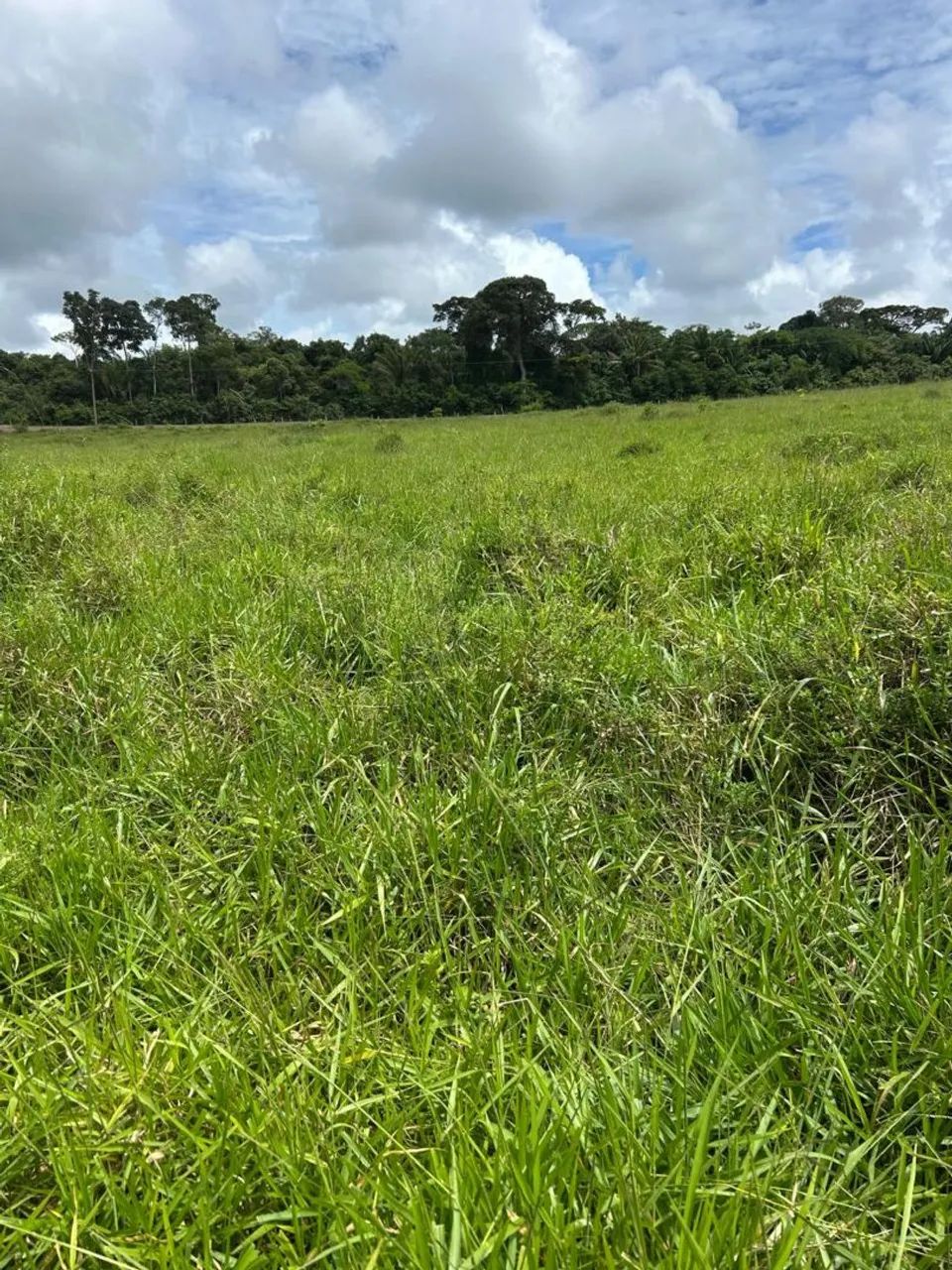 Foto - Altamira - Castelo dos Sonhos