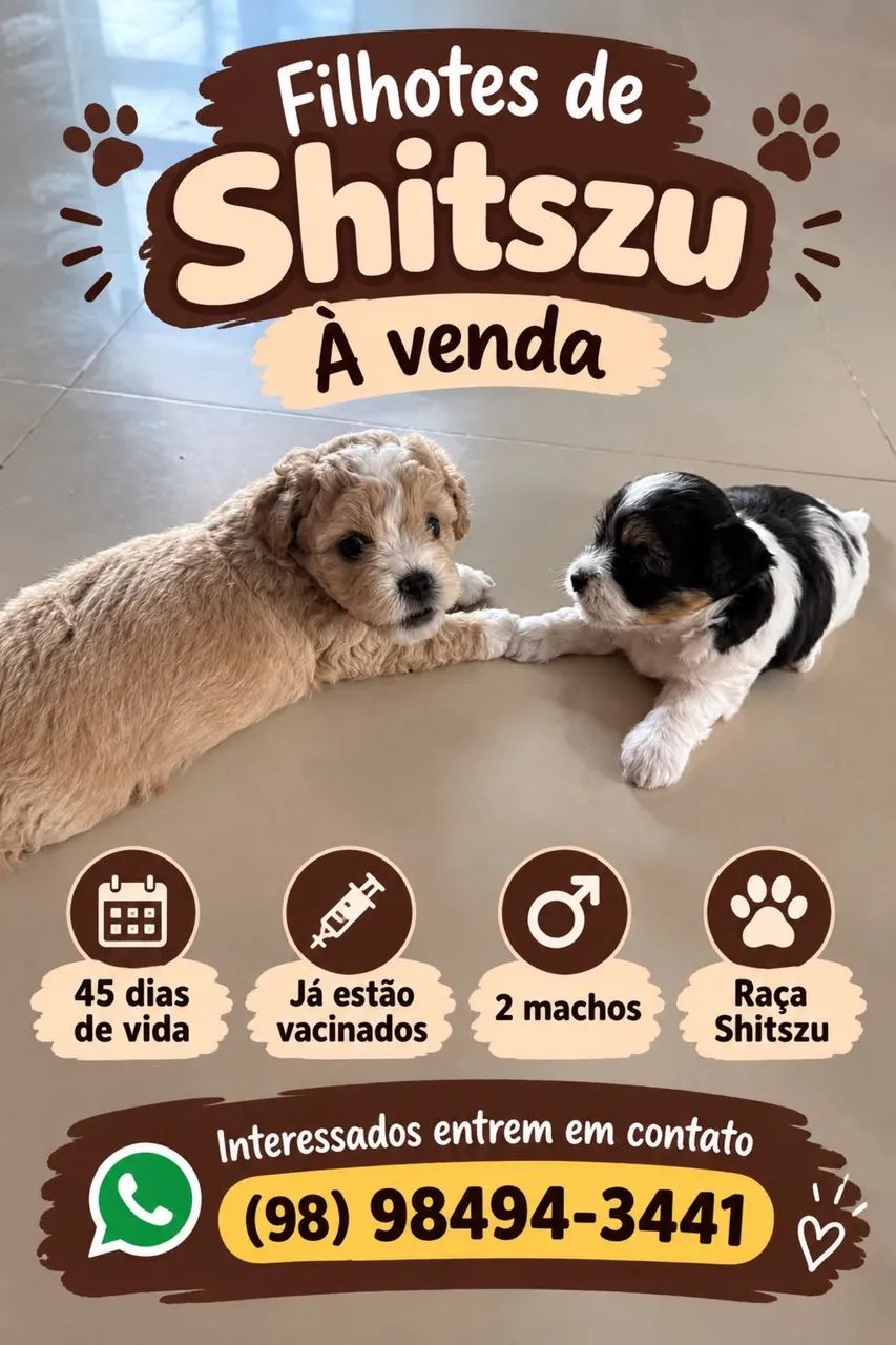 Shih tzu