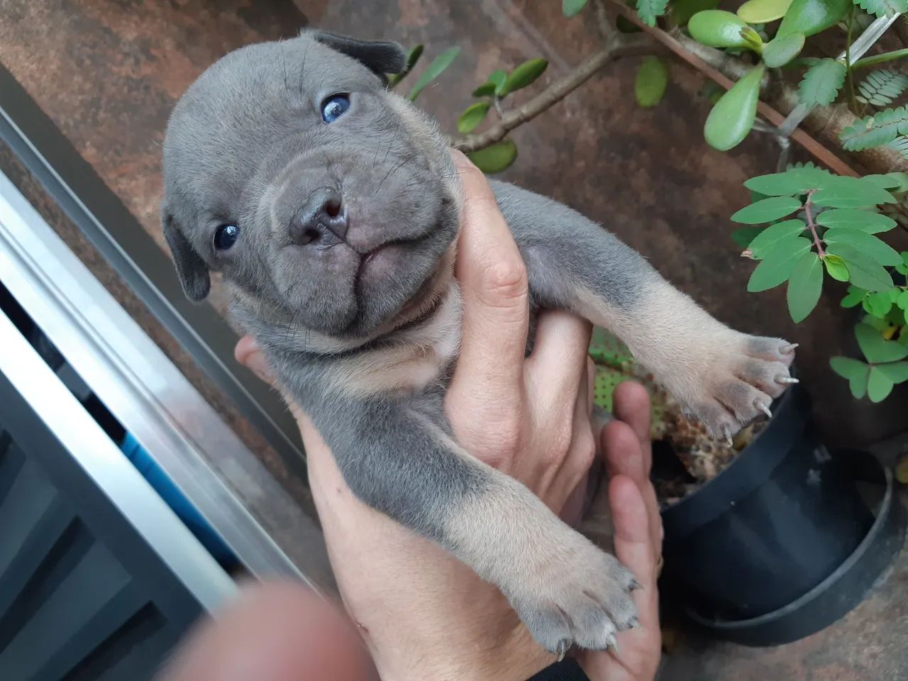 American bully pocket  - Foto 2