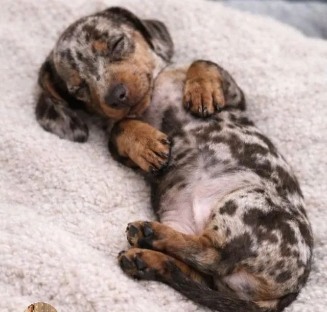 Dachshund
