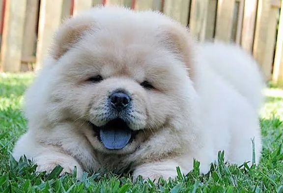 Chow Chow americano lindos 