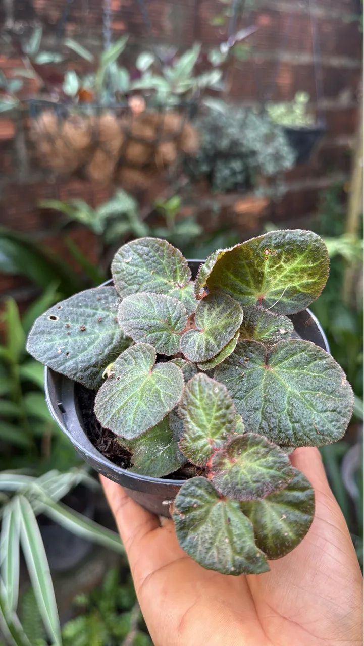 Plantas - Foto 5