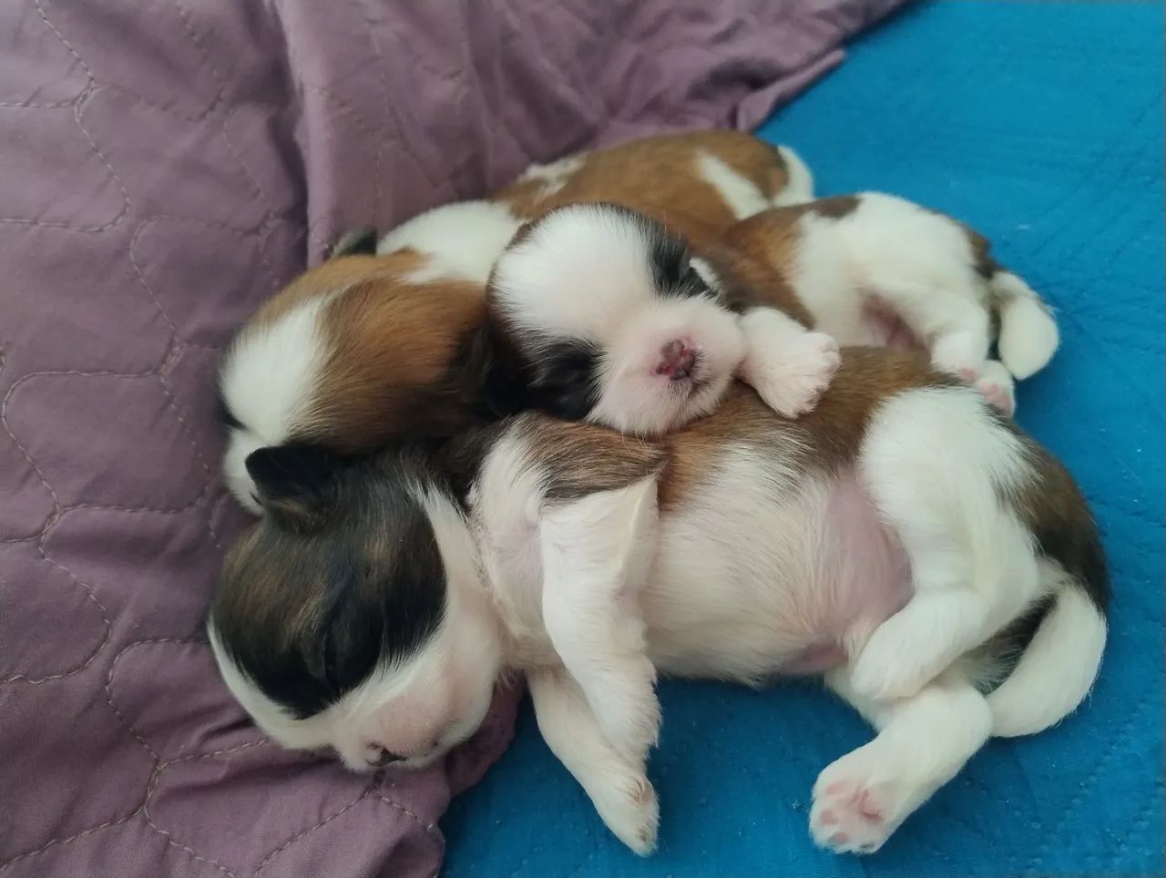 Shi Tzu  - Foto 2